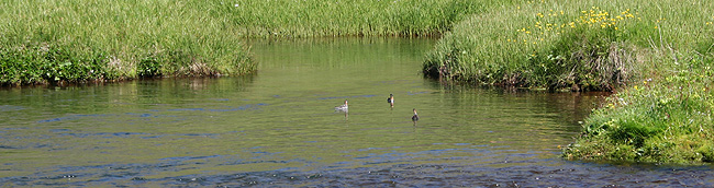 Bird watching in Iceland