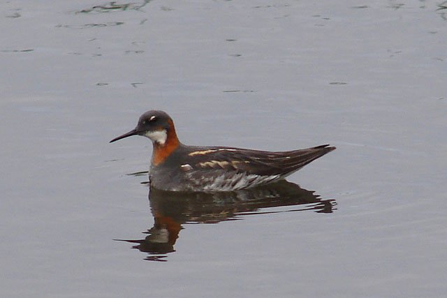 inshaniredneckedphalarope.jpg