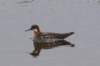 inshaniredneckedphalarope_small.jpg