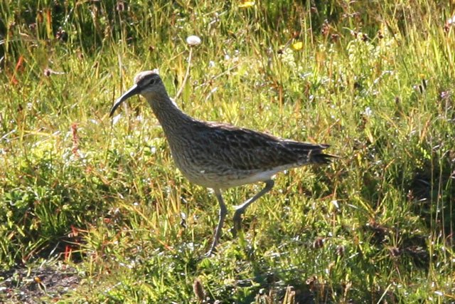 spinumeniusphaeopus2.jpg