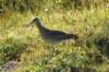 spinumeniusphaeopus2_small.jpg